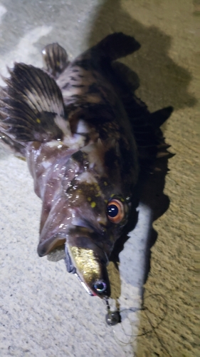 クロソイの釣果