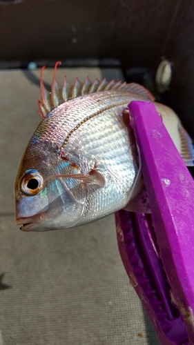 タイの釣果