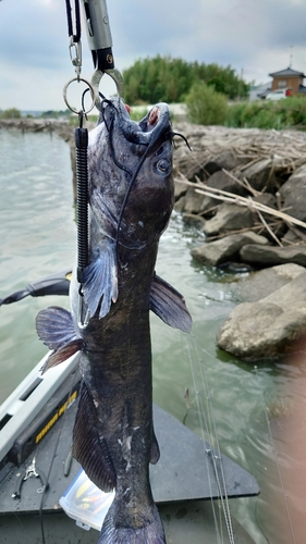 ナマズの釣果