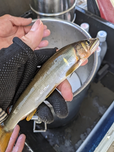 アユの釣果