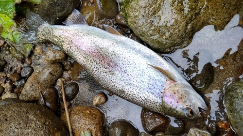 ニジマスの釣果