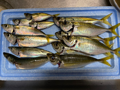 アジの釣果