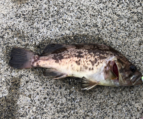 クロソイの釣果