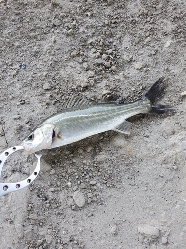 セイゴ（マルスズキ）の釣果