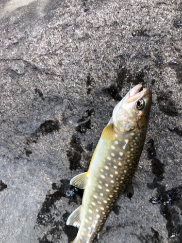 エゾイワナの釣果