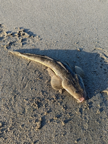 マゴチの釣果