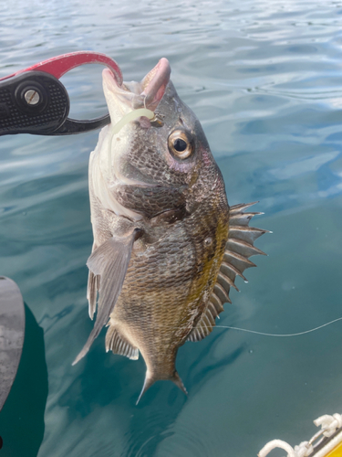 クロダイの釣果