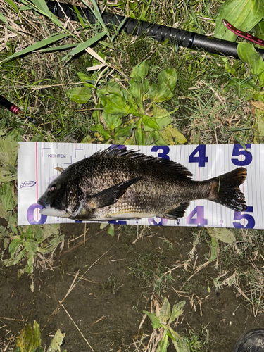 クロダイの釣果