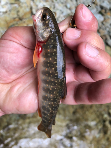 オショロコマの釣果