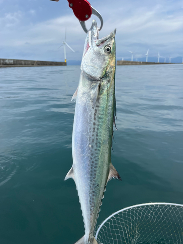 サワラの釣果