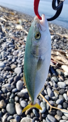 ワカシの釣果