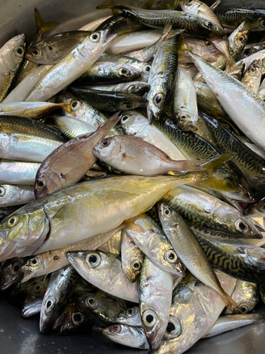 サバの釣果