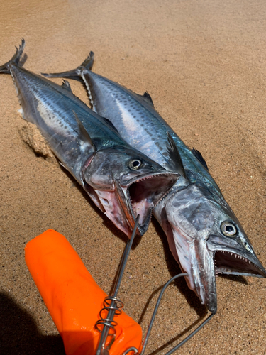 サゴシの釣果