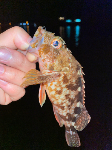 カサゴの釣果