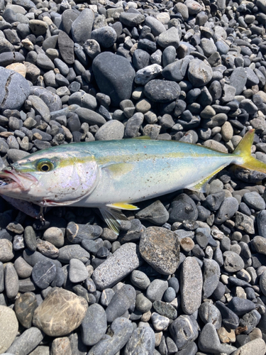 ワカシの釣果