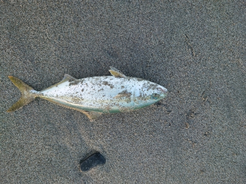 ワカシの釣果