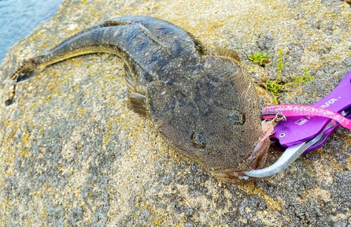 マゴチの釣果