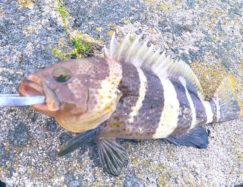 アオハタの釣果