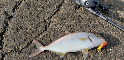 ショゴの釣果