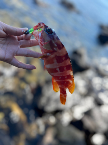 アカハタの釣果