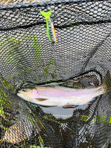 ニジマスの釣果