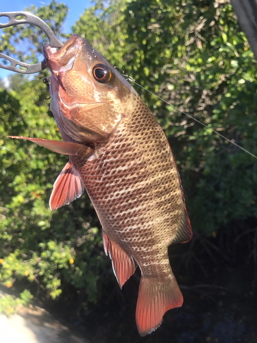 ゴマフエダイの釣果