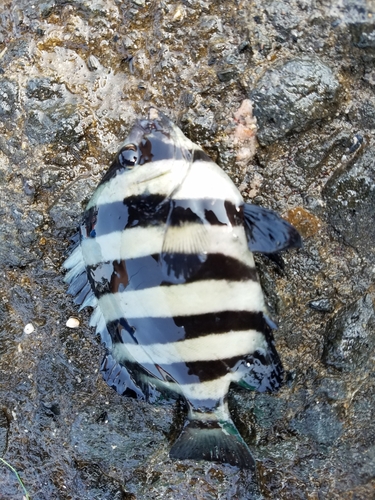 イシダイの釣果