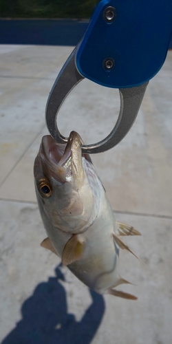 ショゴの釣果