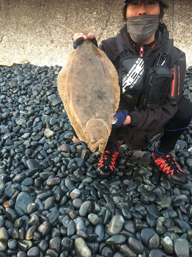 ヒラメの釣果