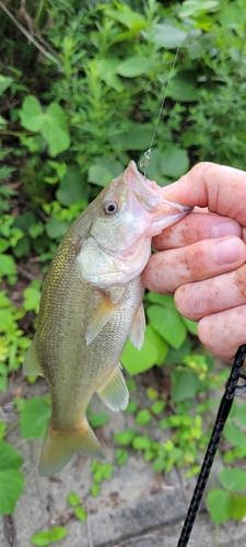 ラージマウスバスの釣果