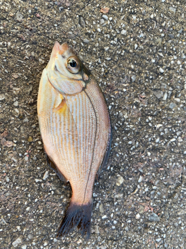 ウミタナゴの釣果