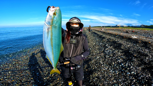 ツバスの釣果