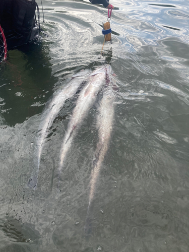 スズキの釣果