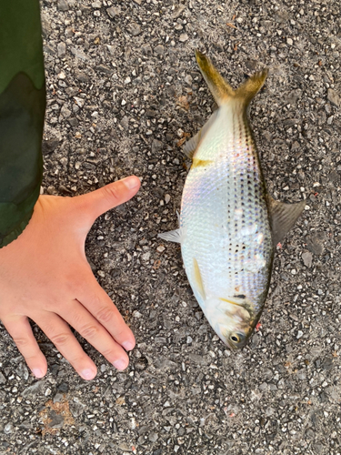 コノシロの釣果