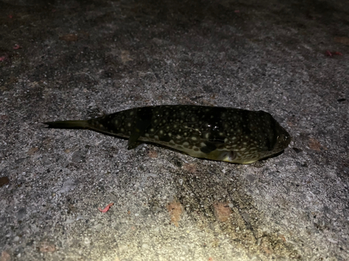 ショウサイフグの釣果