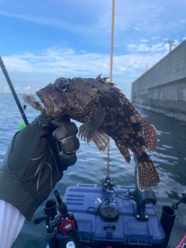 カサゴの釣果