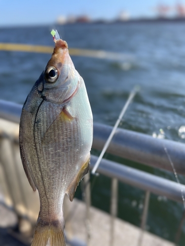 ウミタナゴの釣果