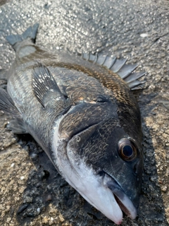 チヌの釣果