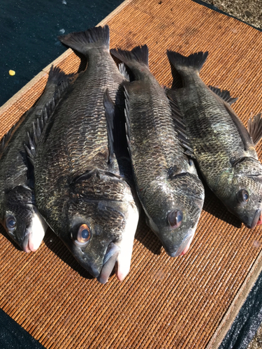 クロダイの釣果