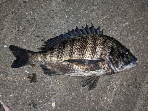 チヌの釣果