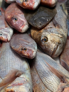 タイの釣果