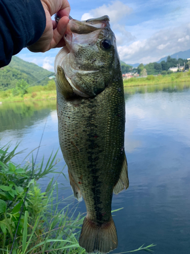 ラージマウスバスの釣果