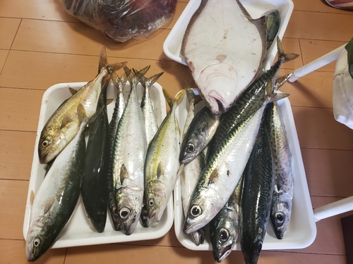 マサバの釣果