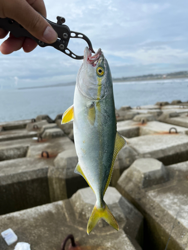 ワカシの釣果