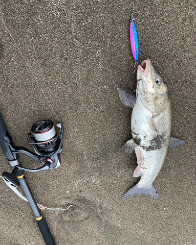 ウグイの釣果