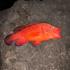 ユカタハタの釣果