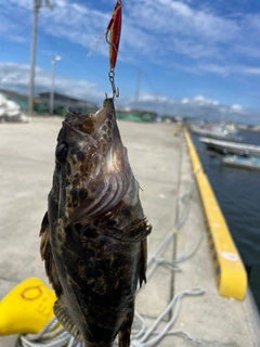 タケノコメバルの釣果