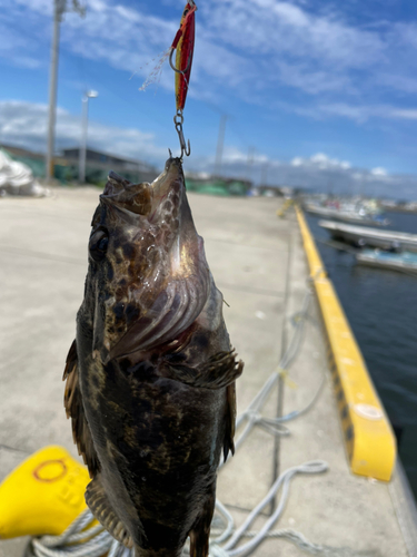 タケノコメバルの釣果