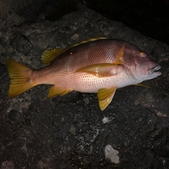 シブダイの釣果