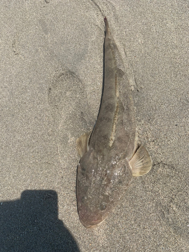 マゴチの釣果